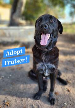 Rescue Black Labrador Retriever Dogs for Adoption in Killeen, Texas - Fraiser | PetCurious
