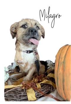 Milagro -  Brussels Griffon Dog for Adoption in Tulsa, Oklahoma - Milagro | PetCurious