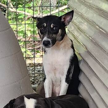 Rescue Shepherd Dogs for Adoption in Evensville, Tennessee - Tessa | PetCurious