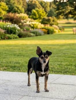 Mini -  Chihuahua Dog for Adoption in Escondido, California - Mini | PetCurious
