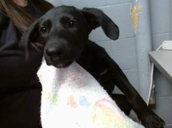 MARINELA -  Labrador Retriever and Mixed Breed Dog for Adoption in Albuquerque, New Mexico - MARINELA | PetCurious