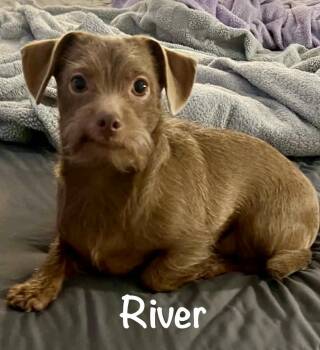 River - ALMN -  Shih Tzu and Dachshund Dog for Adoption in Albert Lea, Minnesota - River - ALMN | PetCurious