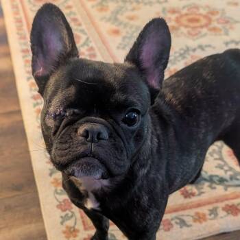 Blair -  French Bulldog Dog for Adoption in Hilton, New York - Blair | PetCurious