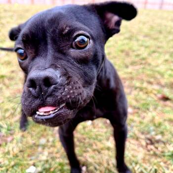 Toffee Teefer -  Mixed Breed Dog for Adoption in Dayton, Ohio - Toffee Teefer | PetCurious