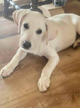 Grover the Lab Mix Puppy -  Labrador Retriever Dog for Adoption in Muskego, Wisconsin - Grover The Lab Mix Puppy | PetCurious