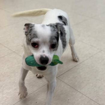 Ameer Kat -  Chihuahua and Mixed Breed Dog for Adoption in Chariton, Iowa - Ameer Kat | PetCurious