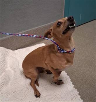 MARLEY -  Chihuahua Dog for Adoption in Las Vegas, Nevada - MARLEY | PetCurious