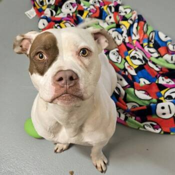 Rescue Pit Bull Terrier Dogs for Adoption in Pennsville Township, New Jersey - Darling | PetCurious