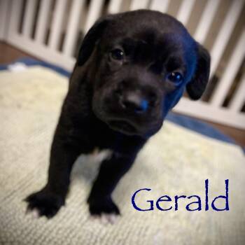 Gerald -  German Shepherd Dog Dog for Adoption in Brentwood, Tennessee - Gerald | PetCurious