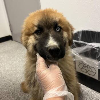 Great Pyrenees and Saint Bernard Dogs Available for Adoption - Apple | PetCurious