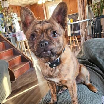 French Bulldog and Mixed Breed Dogs Available for Adoption - Rex | PetCurious