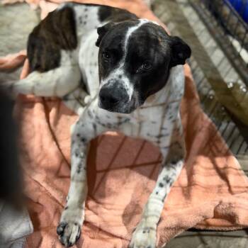 Australian Cattle Dog Blue Heeler and Pit Bull Terrier Dogs Available for Adoption - Lainey (Taffy) | PetCurious