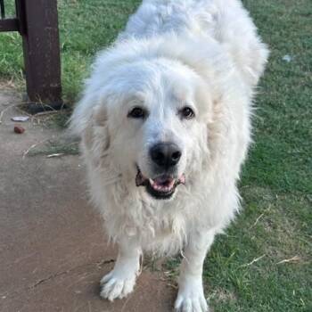 Merlin -  Great Pyrenees Dog for Adoption in Kiowa, Oklahoma - Merlin | PetCurious