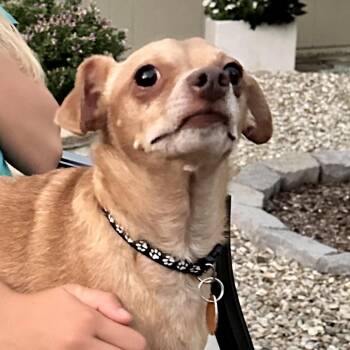 Jack -  Chihuahua and Miniature Dachshund Dog for Adoption in Prescott, Arizona - Jack | PetCurious
