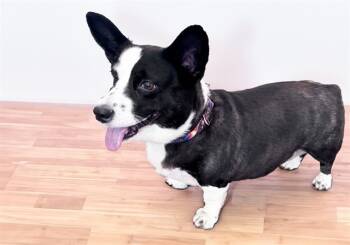 Rescue Cardigan Welsh Corgi and Mixed Breed Dogs for Adoption in Fort Lauderdale, Florida - STRAY NOT AVAILABLE | PetCurious