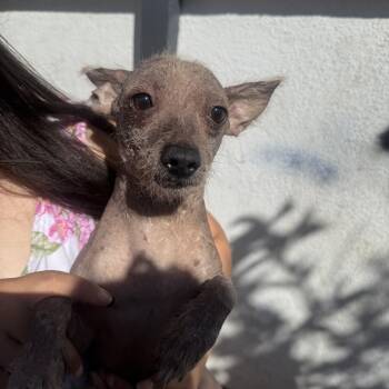Kenickie -  Xoloitzcuintli Mexican Hairless Dog for Adoption in Corona, California - Kenickie | PetCurious