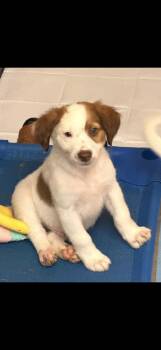 Birch -  Australian Shepherd and Hound Dog for Adoption in South Bend, Indiana - Birch | PetCurious