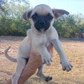 Rescue Pug Dogs for Adoption in West Islip, New York - Apple | PetCurious