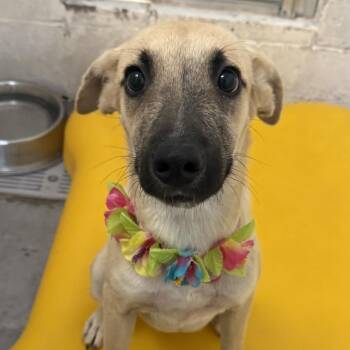 Dizzy -  Mixed Breed Dog for Adoption in Las Cruces, New Mexico - Dizzy | PetCurious