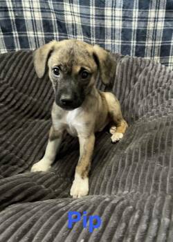 Terrier Dogs Available for Adoption in Topeka, Kansas - Pip | PetCurious