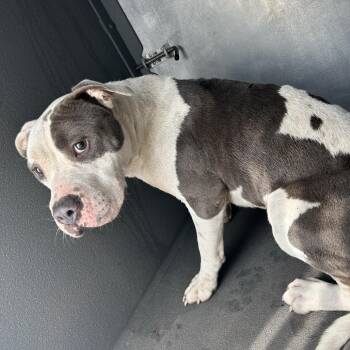 Sparkles(Blaze) -  Pit Bull Terrier Dog for Adoption in Greensboro, North Carolina - Sparkles(Blaze) | PetCurious