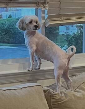 Maggie -  Shih Tzu Dog for Adoption in Westwood, New Jersey - Maggie | PetCurious