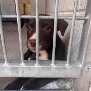 McGriddle -  Labrador Retriever and Mixed Breed Dog for Adoption in Buchanan Dam, Texas - McGriddle | PetCurious
