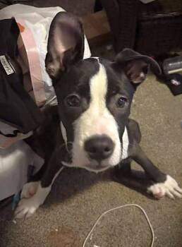 American Staffordshire Terrier Dogs Available for Adoption - Luna | PetCurious