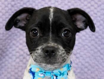 French Bulldog and Cattle Dog Dogs Available for Adoption in Lodi, California - Luka | PetCurious