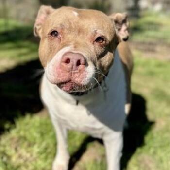 Mixed Breed Dogs Available for Adoption - Freya | PetCurious