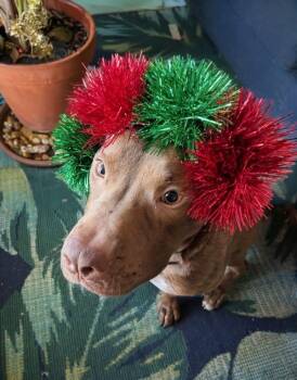 Pit Bull Terrier Dogs Available for Adoption - Apple Fritter | PetCurious