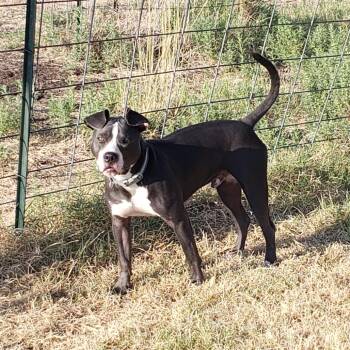 Rascal -  Pit Bull Terrier Dog for Adoption in Dallas, Texas - Rascal | PetCurious