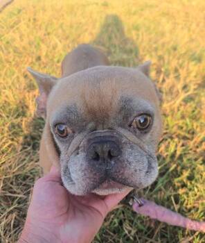 DRAKO -  French Bulldog Dog for Adoption in Grand Prairie, Texas - DRAKO | PetCurious