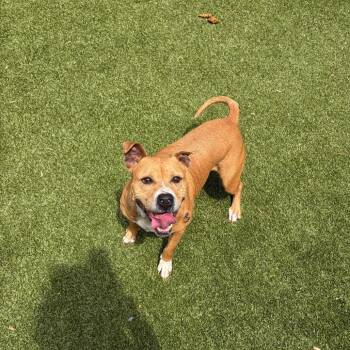Pit Bull Terrier Dogs Available for Adoption in Greensboro, North Carolina - BUTTERCUP | PetCurious