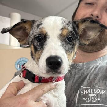 Stephanie -  Chihuahua Dog for Adoption in Columbia, South Carolina - Stephanie | PetCurious