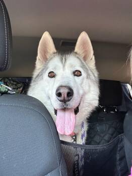 Husky Dogs Available for Adoption - River | PetCurious