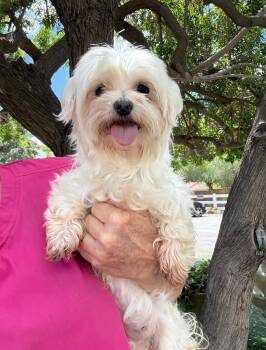 Maltese Dogs Available for Adoption - Molly | PetCurious