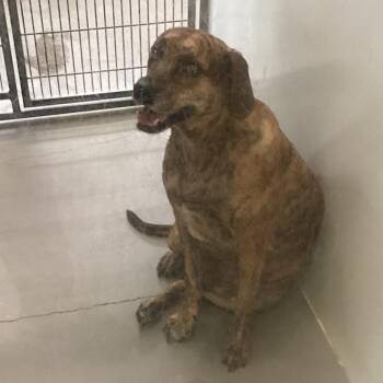 Mountain Cur Dogs Available for Adoption in Montgomery, Alabama - Snowdoun | PetCurious