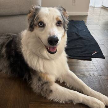 Rescue Australian Shepherd Dogs for Adoption in New York, New York - Jackie | PetCurious
