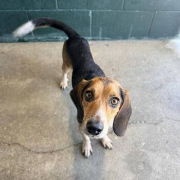 Ace Ventura -  Beagle Dog for Adoption in Carencro, Louisiana - Ace Ventura | PetCurious