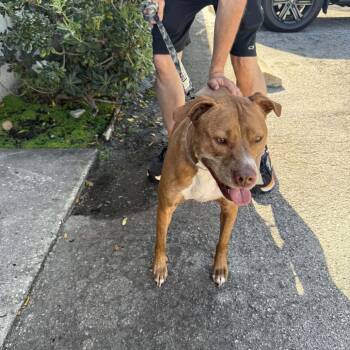 Mixed Breed Dogs Available for Adoption in Pinellas Park, Florida - Ginger (Mimi) | PetCurious