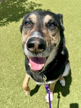 Mixed Breed Dogs Available for Adoption in Wichita, Kansas - Mako | PetCurious