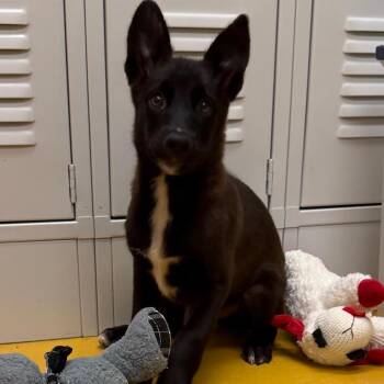 Dre-63376 -  Belgian Shepherd Malinois Dog for Adoption in Bend, Oregon - Dre-63376 | PetCurious