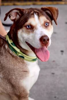 Rescue Husky and Shepherd Dogs for Adoption in New York, New York - Cannoli | PetCurious