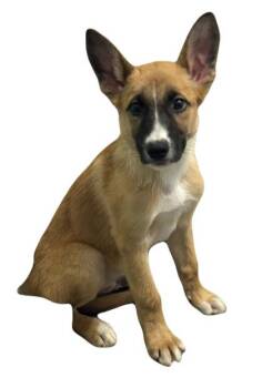 Rescue German Shepherd Dog Dogs for Adoption in Red Bluff, California - Rex | PetCurious