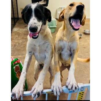 Cartwheel and Somersault -  Yellow Labrador Retriever Dog for Adoption in Denver, Colorado - Cartwheel And Somersault | PetCurious