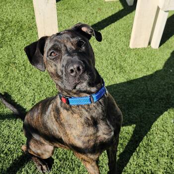 Pit Bull Terrier Dogs Available for Adoption - Oso | PetCurious