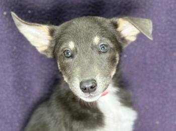 Jam -  Shepherd Dog for Adoption in Portland, Oregon - Jam | PetCurious