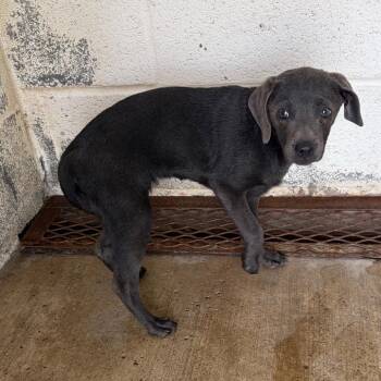 Labrador Retriever Dogs Available for Adoption in Edinburg, Texas - Lilo | PetCurious