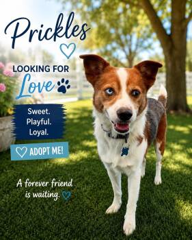 Prickles -  Australian Cattle Dog Blue Heeler Dog for Adoption in Kenedy, Texas - Prickles | PetCurious